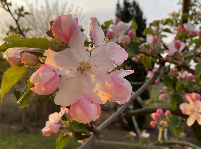 Gaestehaus & Cafe Leeze 3*